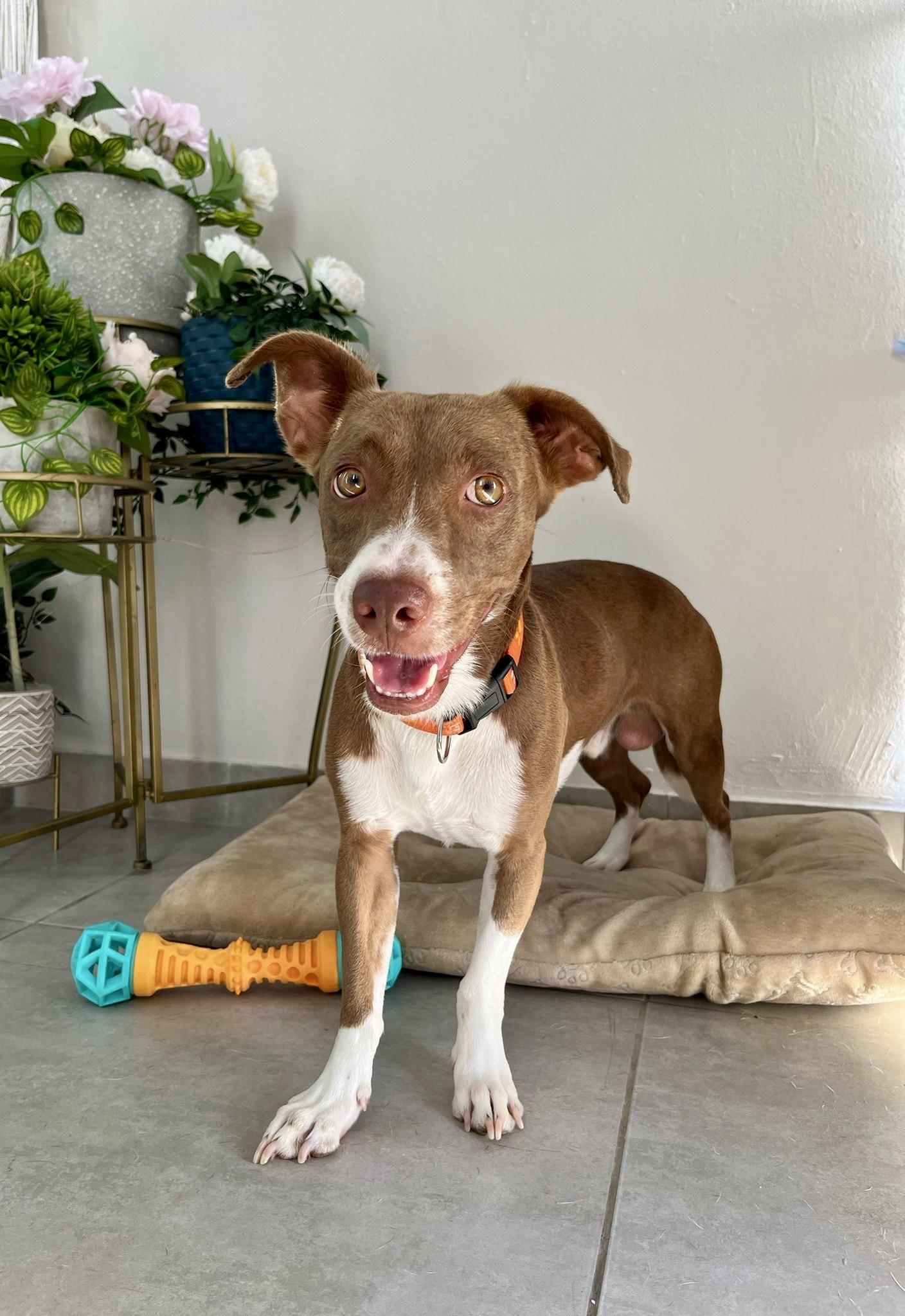 Finn, Adoptable, Young Male Labrador Retriever.