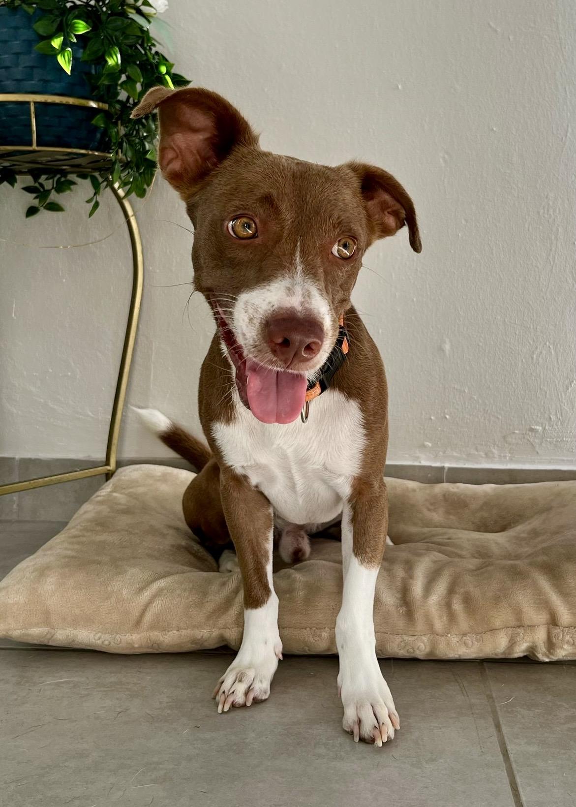 Finn, a Adoptable mixed breed in New York, NY image 2/5