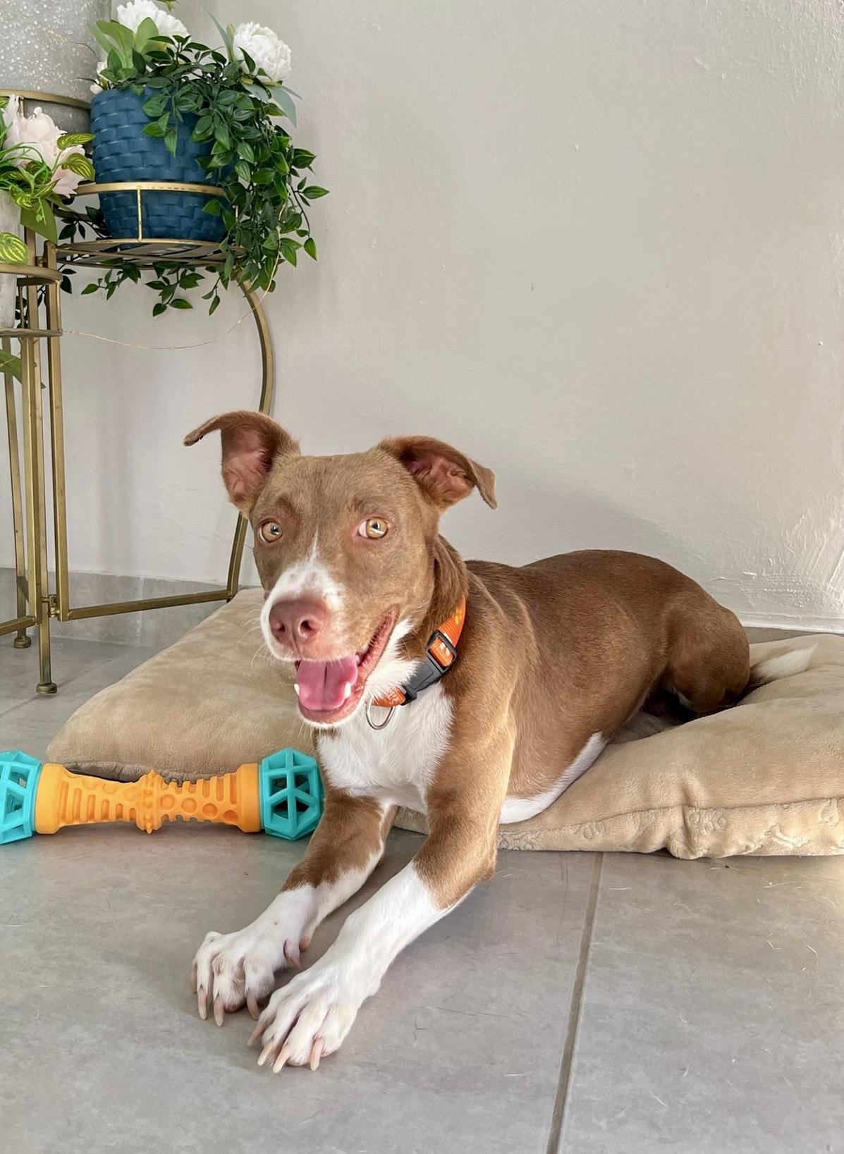 Finn, a Adoptable mixed breed in New York, NY image 4/5