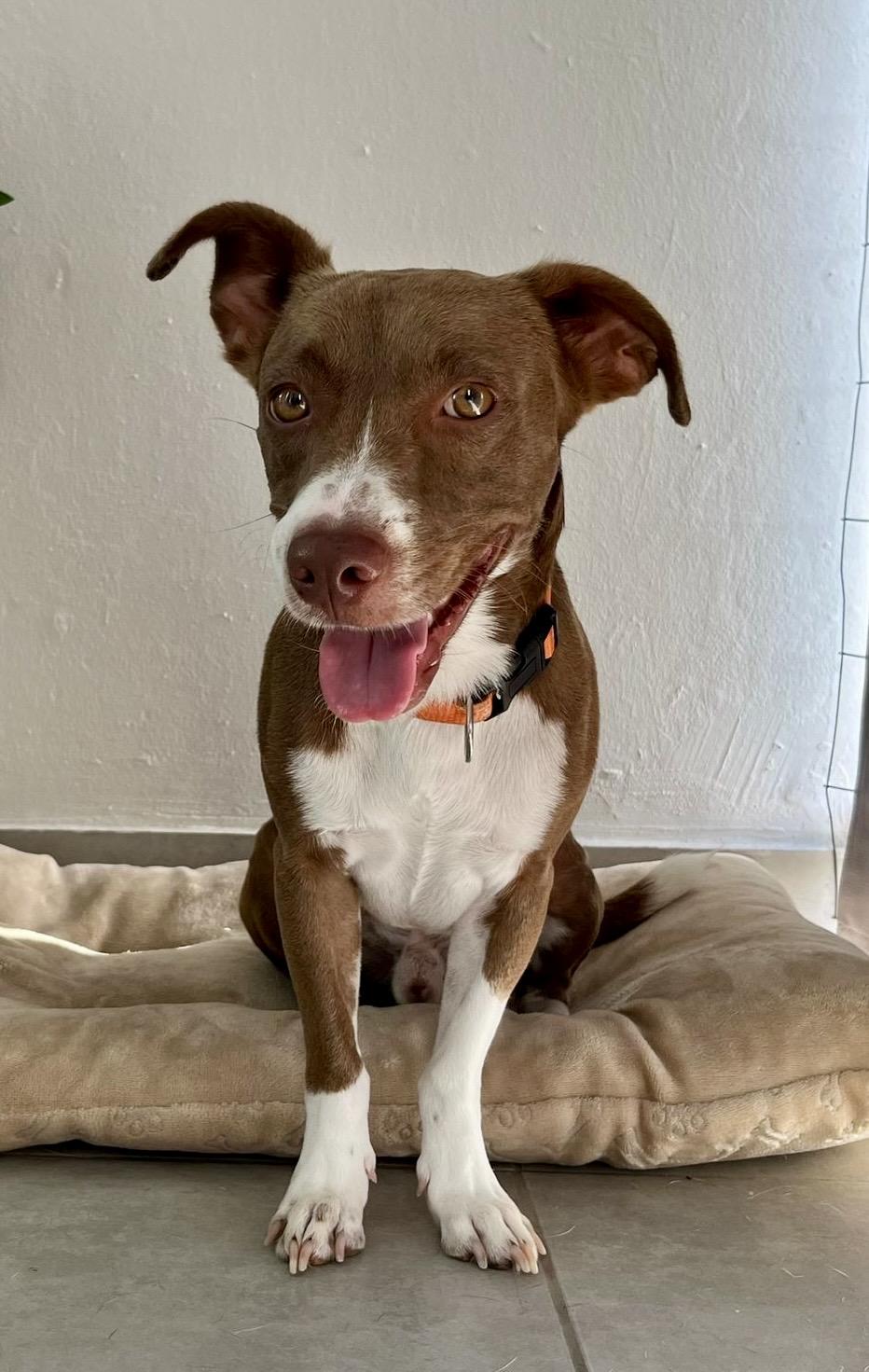 Finn, a Adoptable mixed breed in New York, NY image 5/5