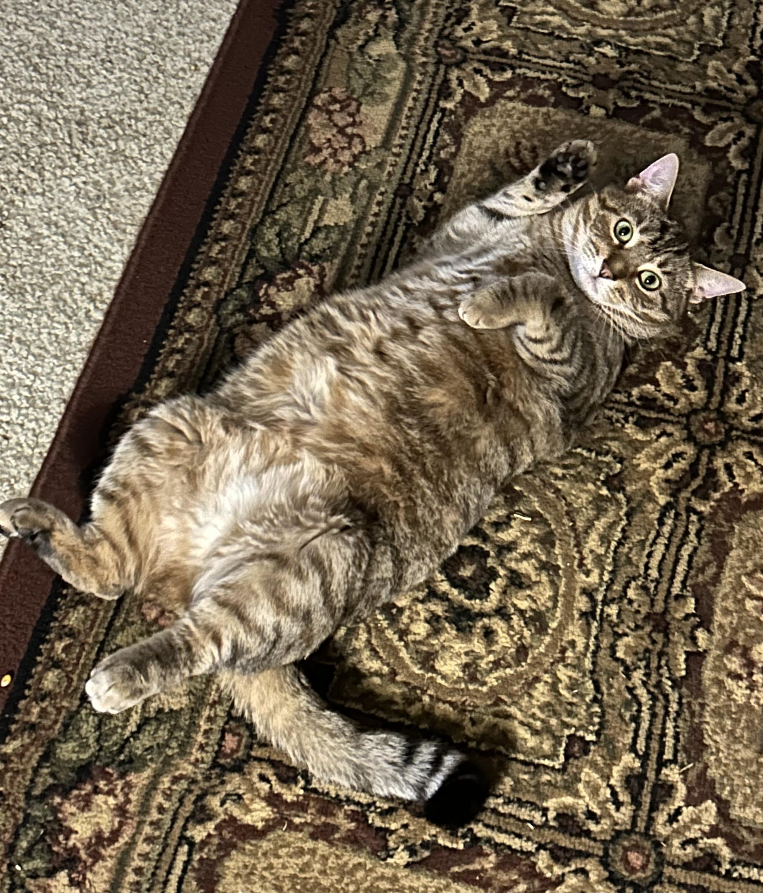 Enlarge Henna, a Adoptable Tabby in Logansport, IN image 1/1