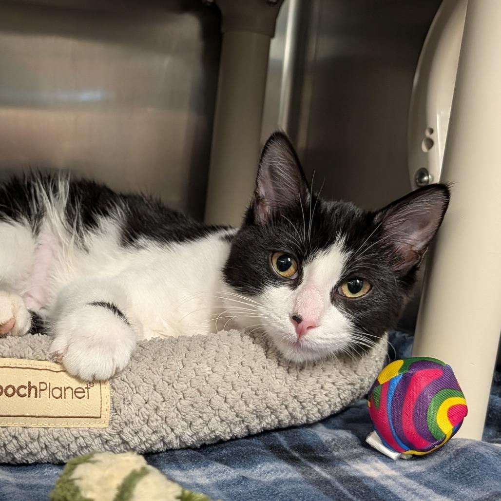 Biscuit, Adoptable, Kitten Female Domestic Short Hair.