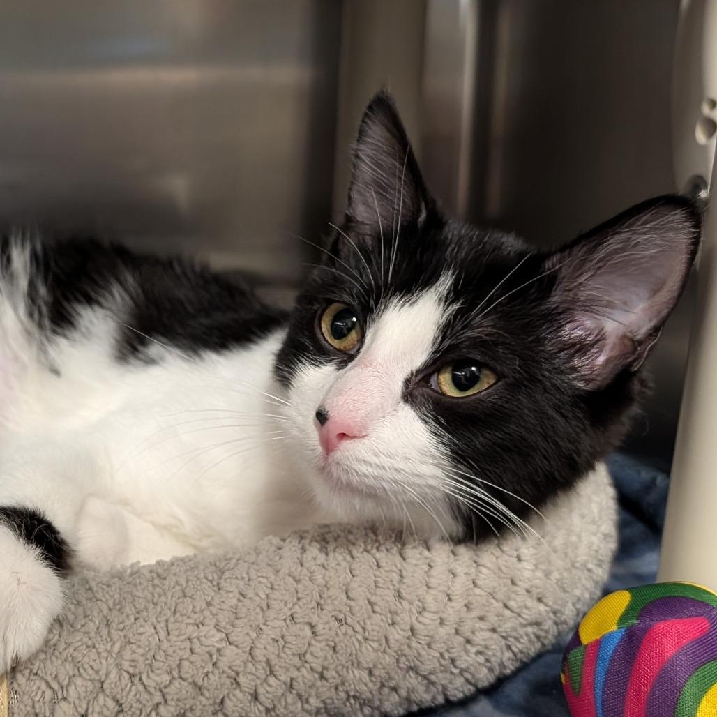 Enlarge Biscuit, a Adoptable Domestic Short Hair in Saint Cloud, MN image 2/6