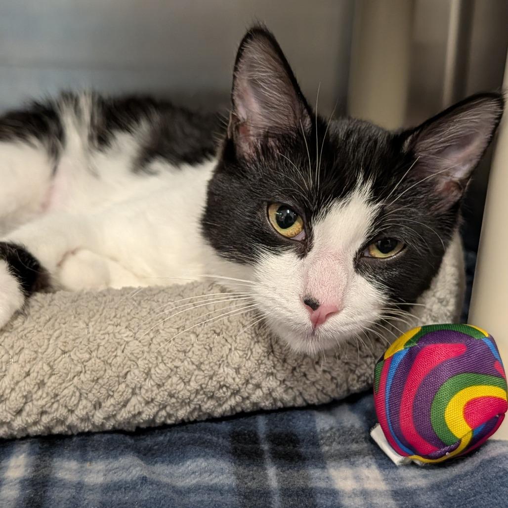 Enlarge Biscuit, a Adoptable Domestic Short Hair in Saint Cloud, MN image 3/6
