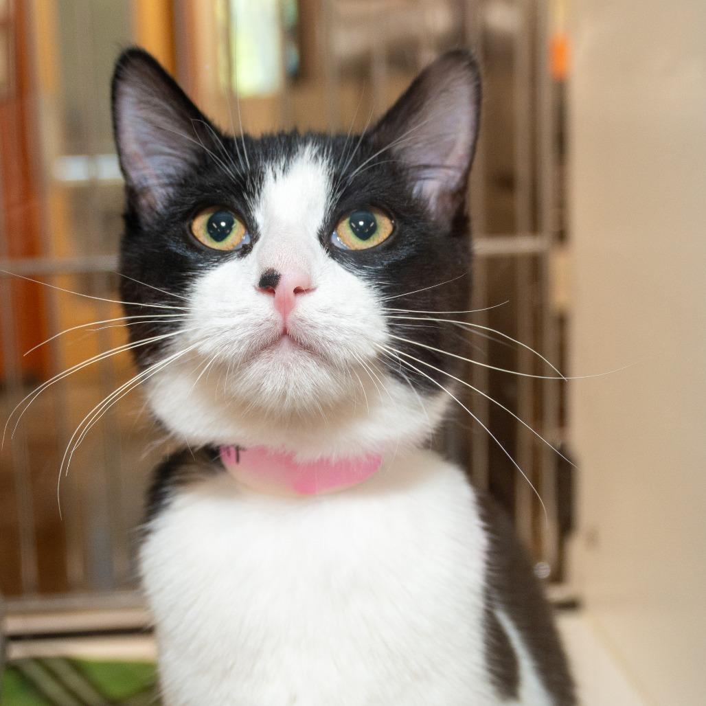 Enlarge Biscuit, a Adoptable Domestic Short Hair in Saint Cloud, MN image 4/6