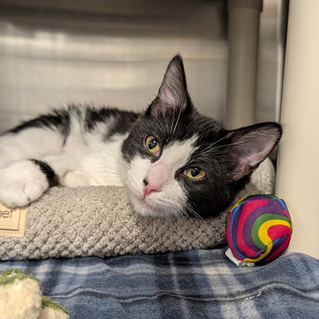 Enlarge Biscuit, a Adoptable Domestic Short Hair in Saint Cloud, MN image 5/6