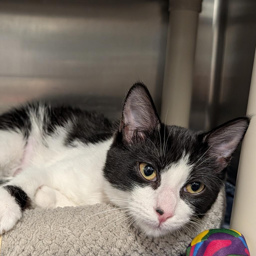Enlarge Biscuit, a Adoptable Domestic Short Hair in Saint Cloud, MN image 6/6