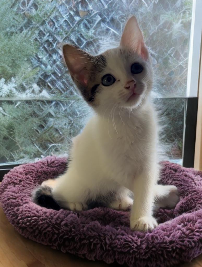 Frenchy — thumbnail 2