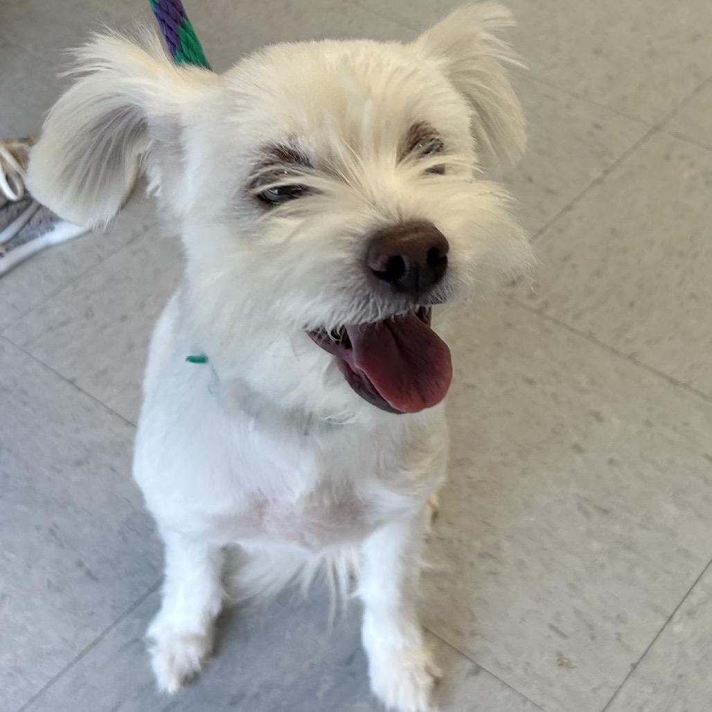 Sara Jane, Adoptable, Senior Female Maltese.