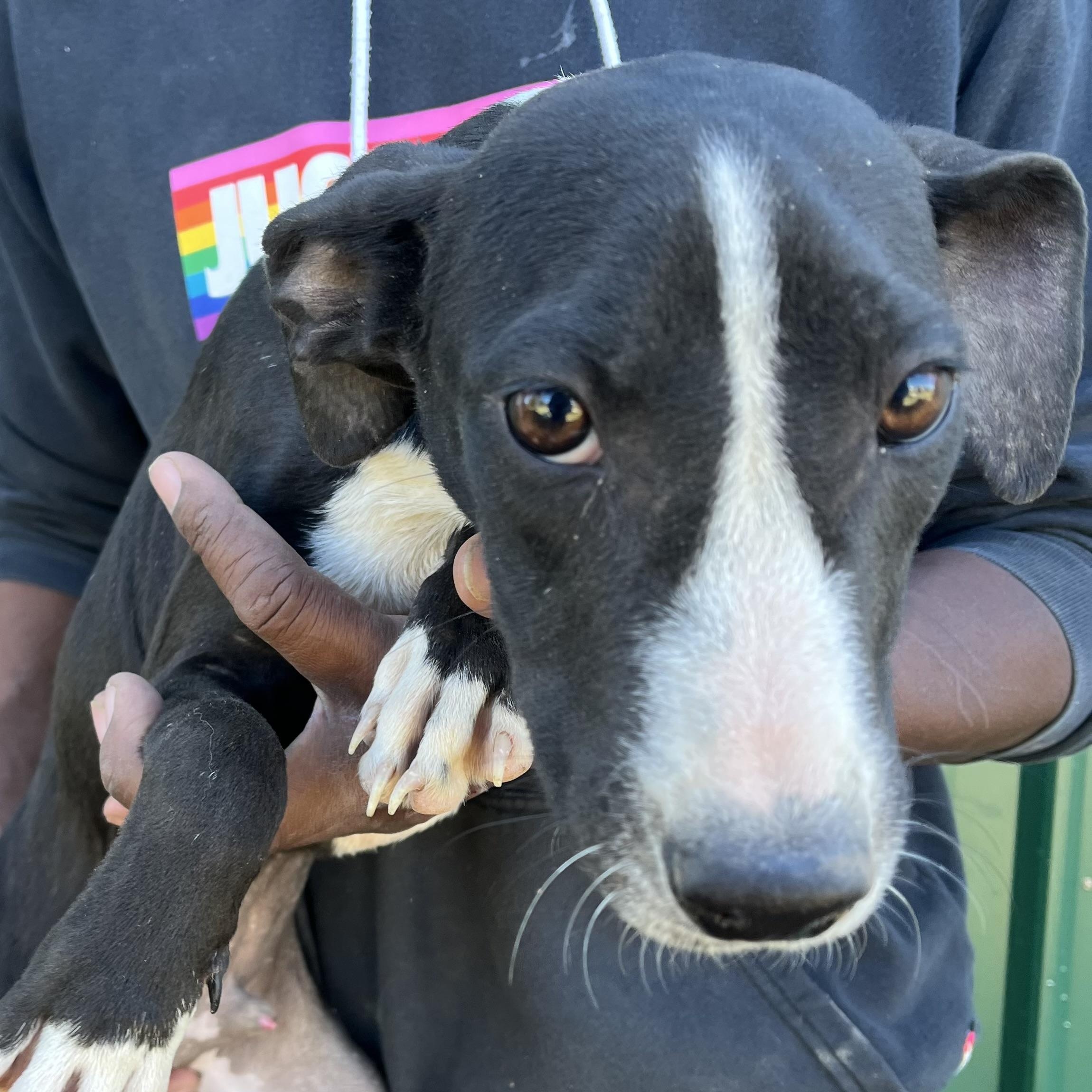 Enlarge Asher - Local Dec 19-21, a Adoptable mixed breed in Gresham, OR image 1/5