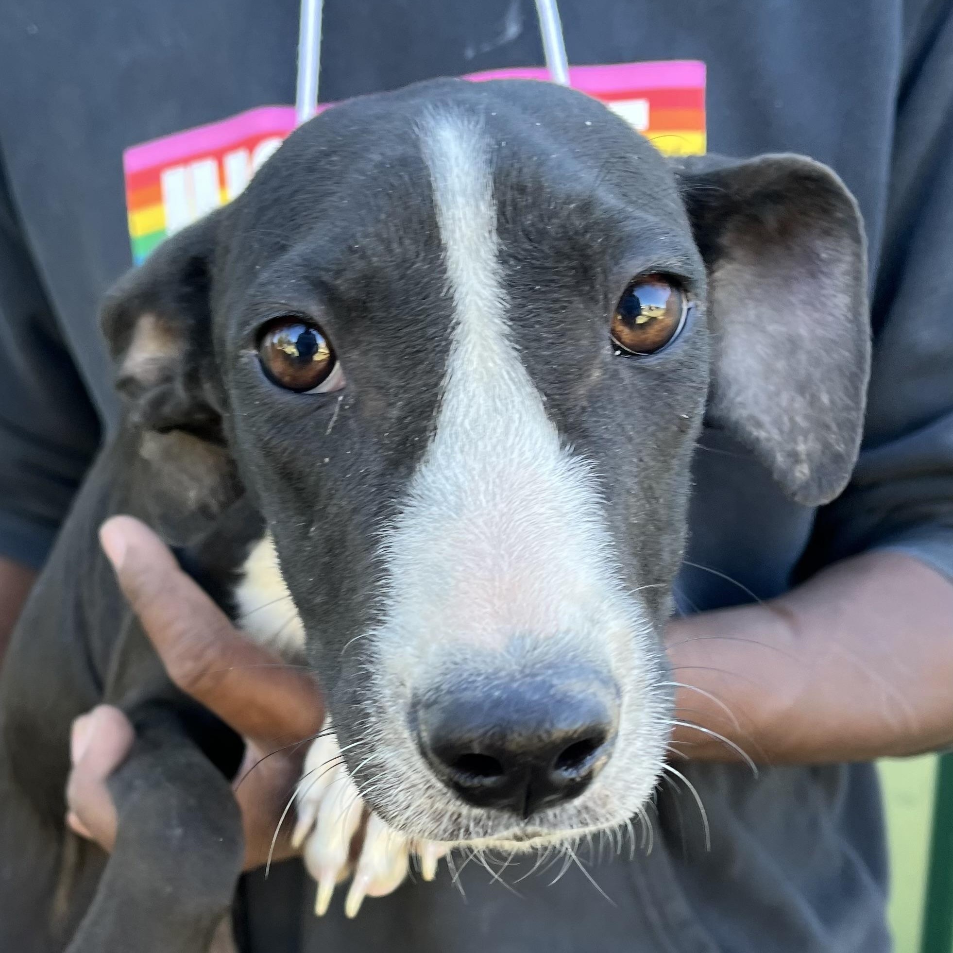 Enlarge Asher - Local Dec 19-21, a Adoptable mixed breed in Gresham, OR image 2/5