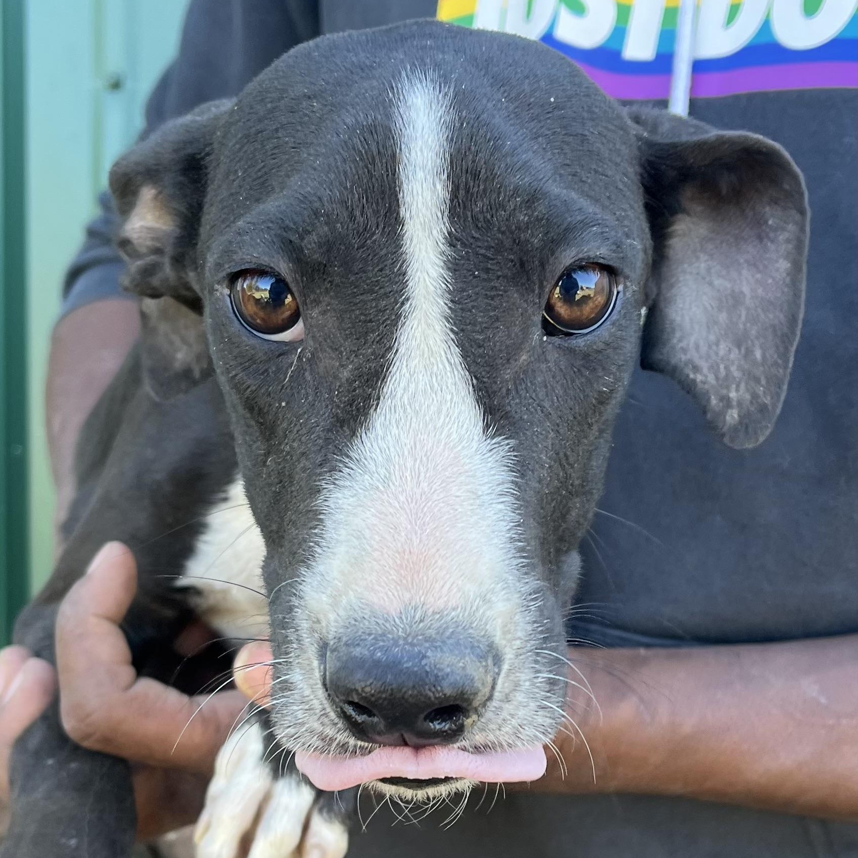 Enlarge Asher - Local Dec 19-21, a Adoptable mixed breed in Gresham, OR image 3/5