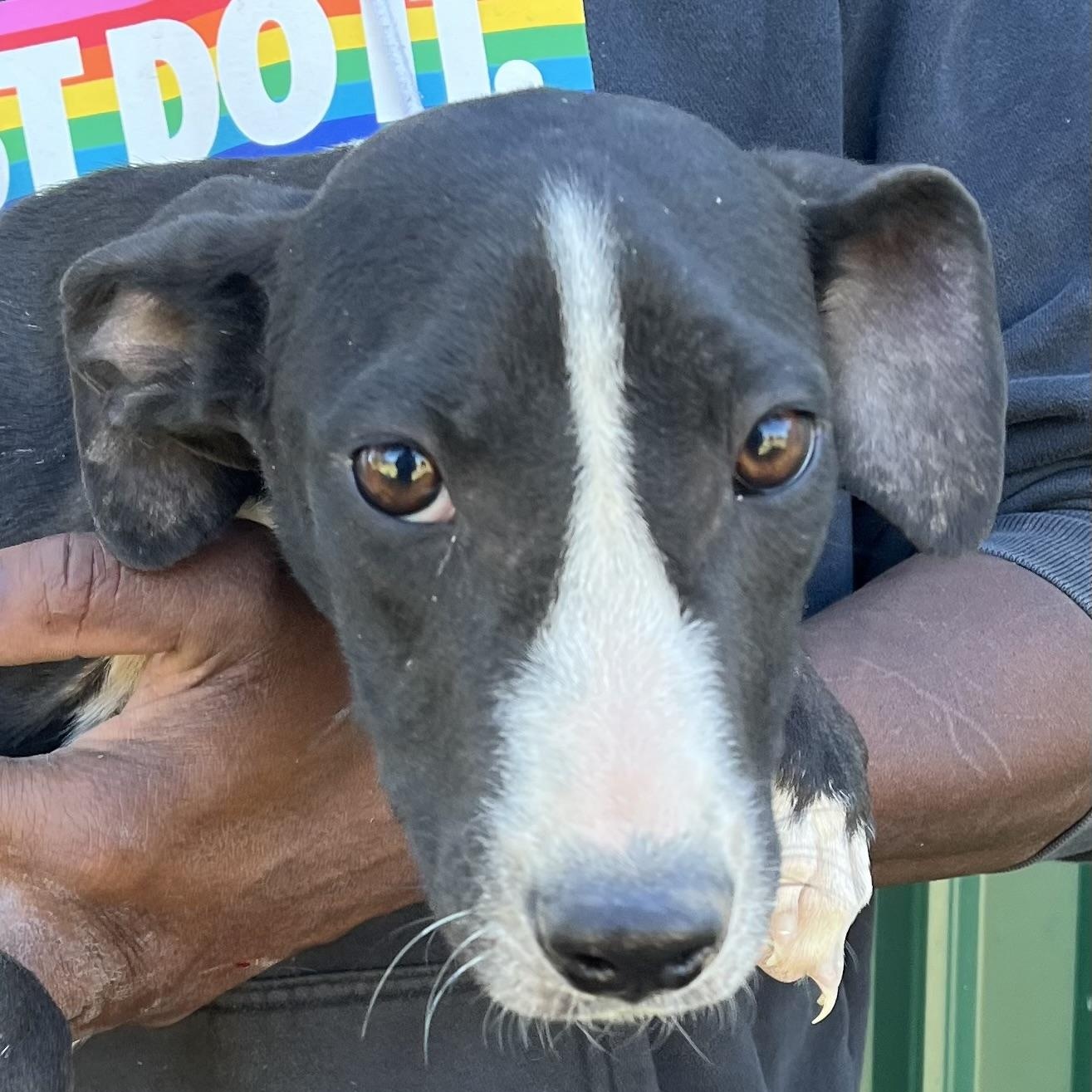 Enlarge Asher - Local Dec 19-21, a Adoptable mixed breed in Gresham, OR image 4/5