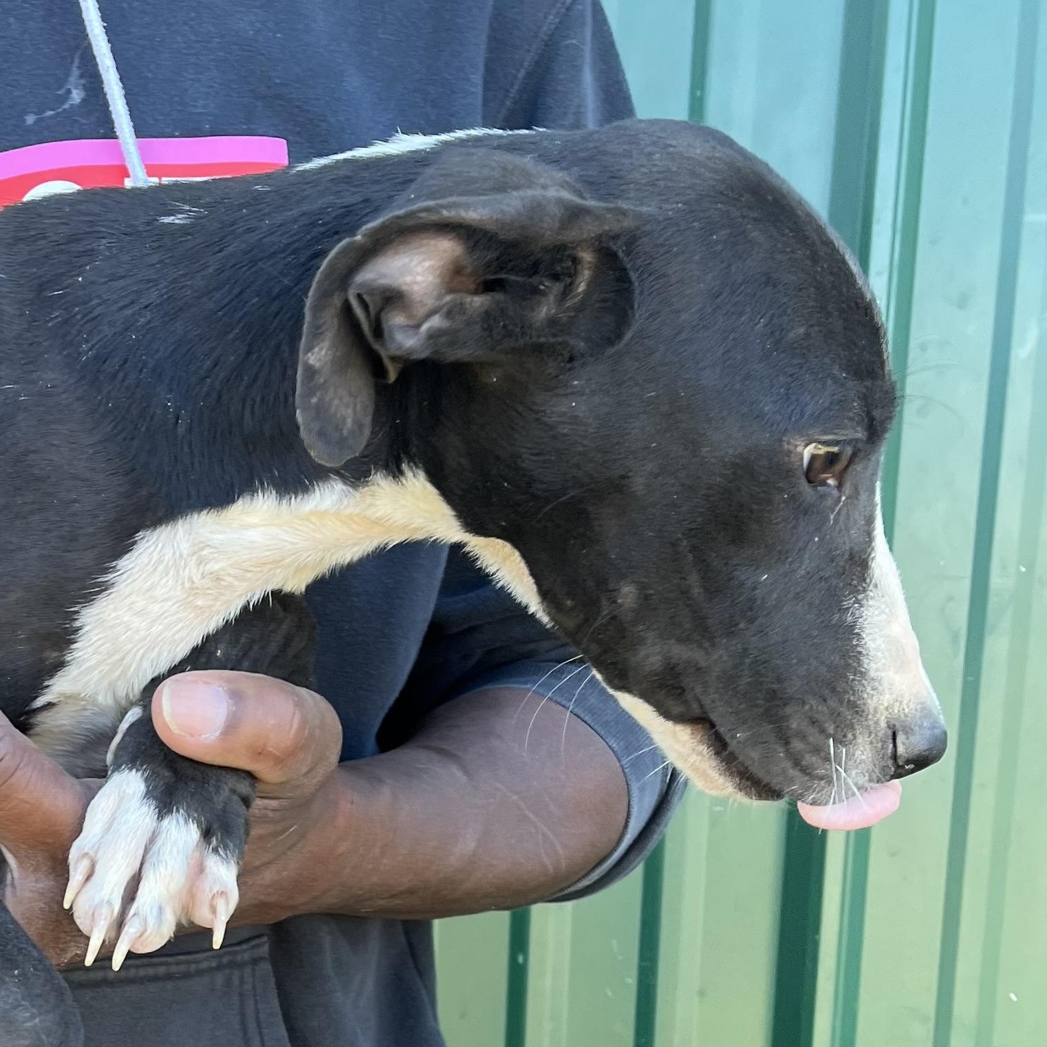 Enlarge Asher - Local Dec 19-21, a Adoptable mixed breed in Gresham, OR image 5/5