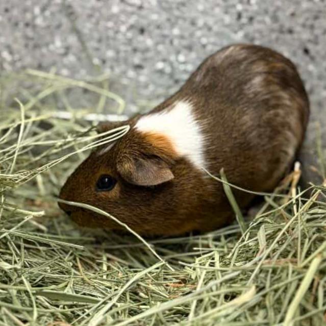 Tibbins, Adoptable, Young Male Guinea Pig.