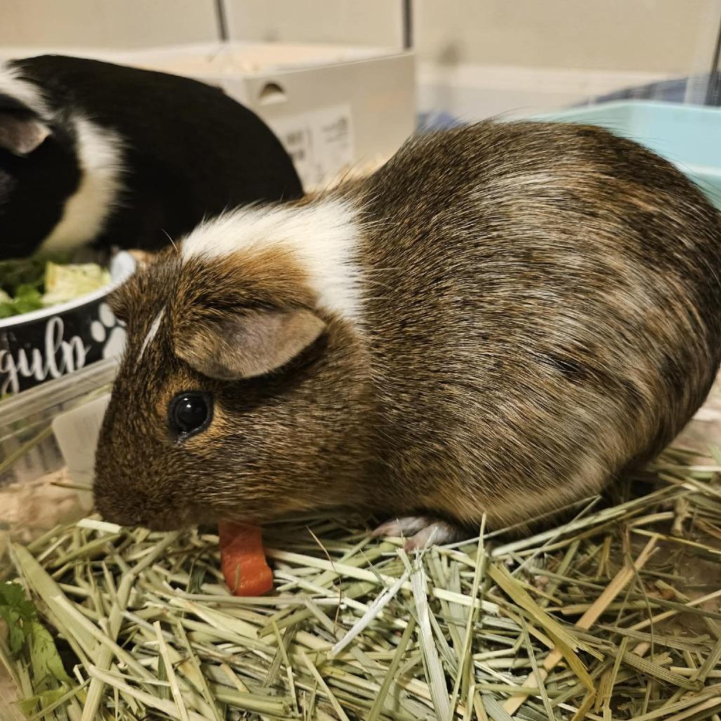 Tibbins, a Adoptable Guinea Pig in Nampa, ID image 2/3