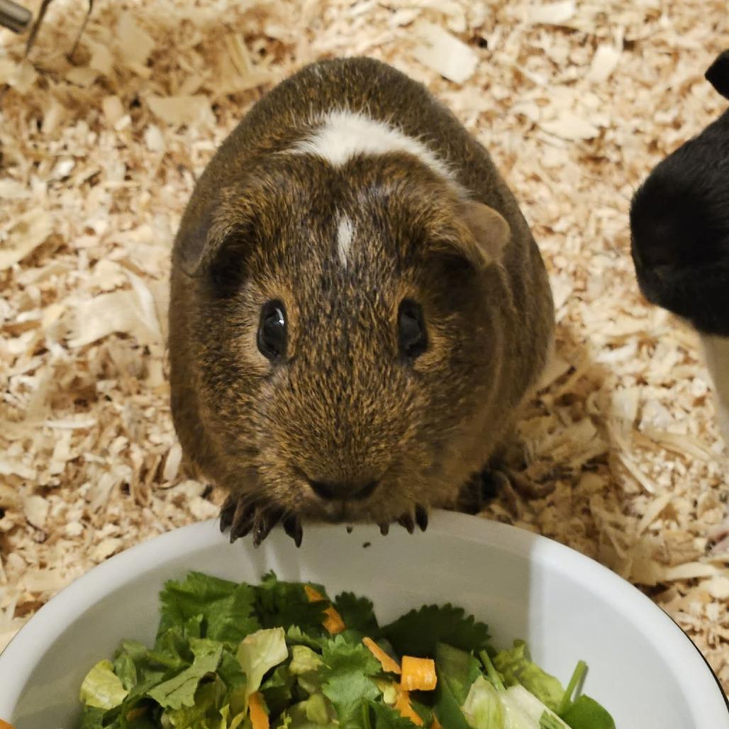 Tibbins, a Adoptable Guinea Pig in Nampa, ID image 3/3