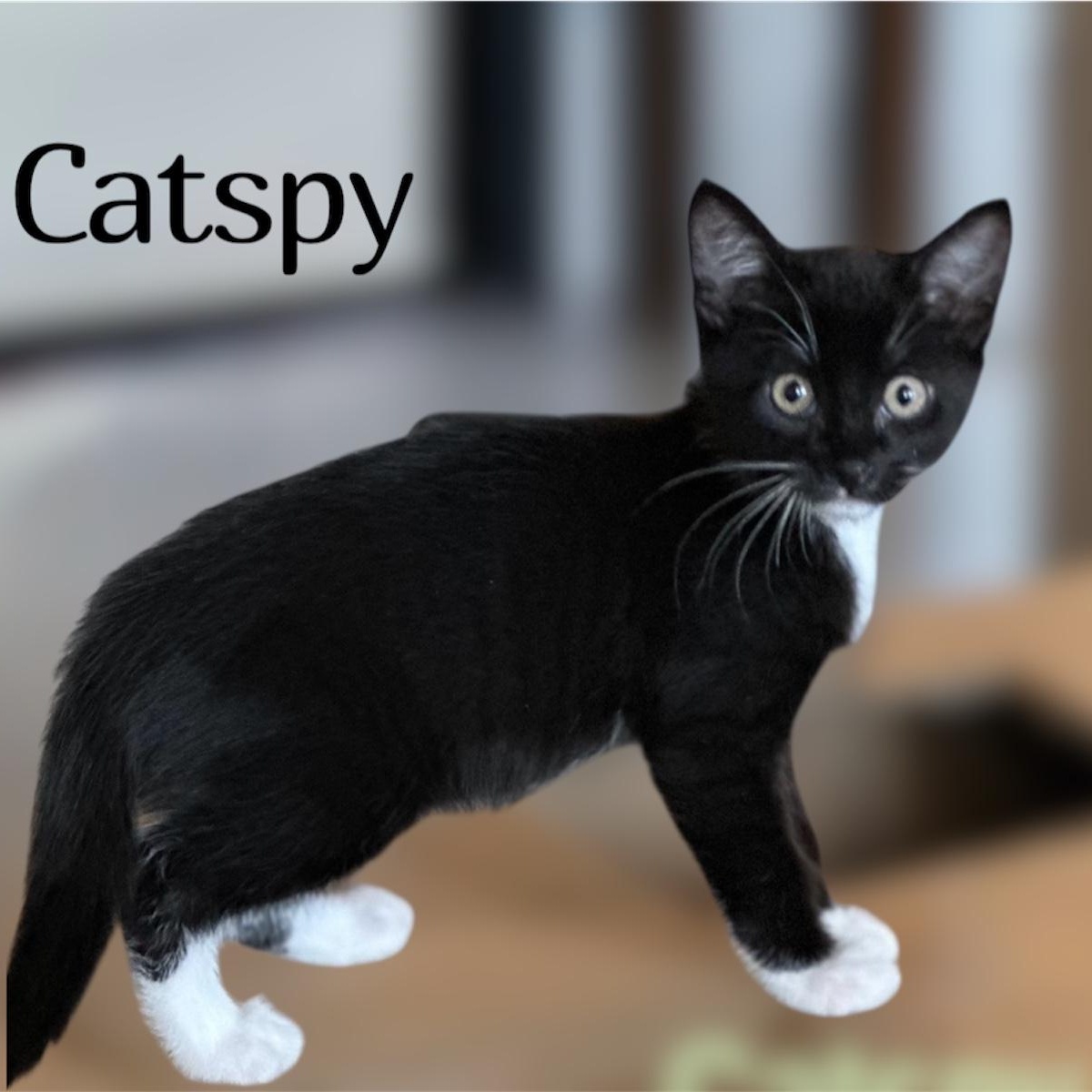 Catspy Domestic Short Hair Cat