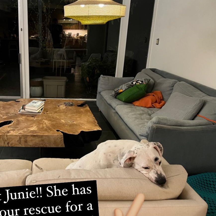 Enlarge Junie , an adopted mixed breed in Oakland, CA image 2/4