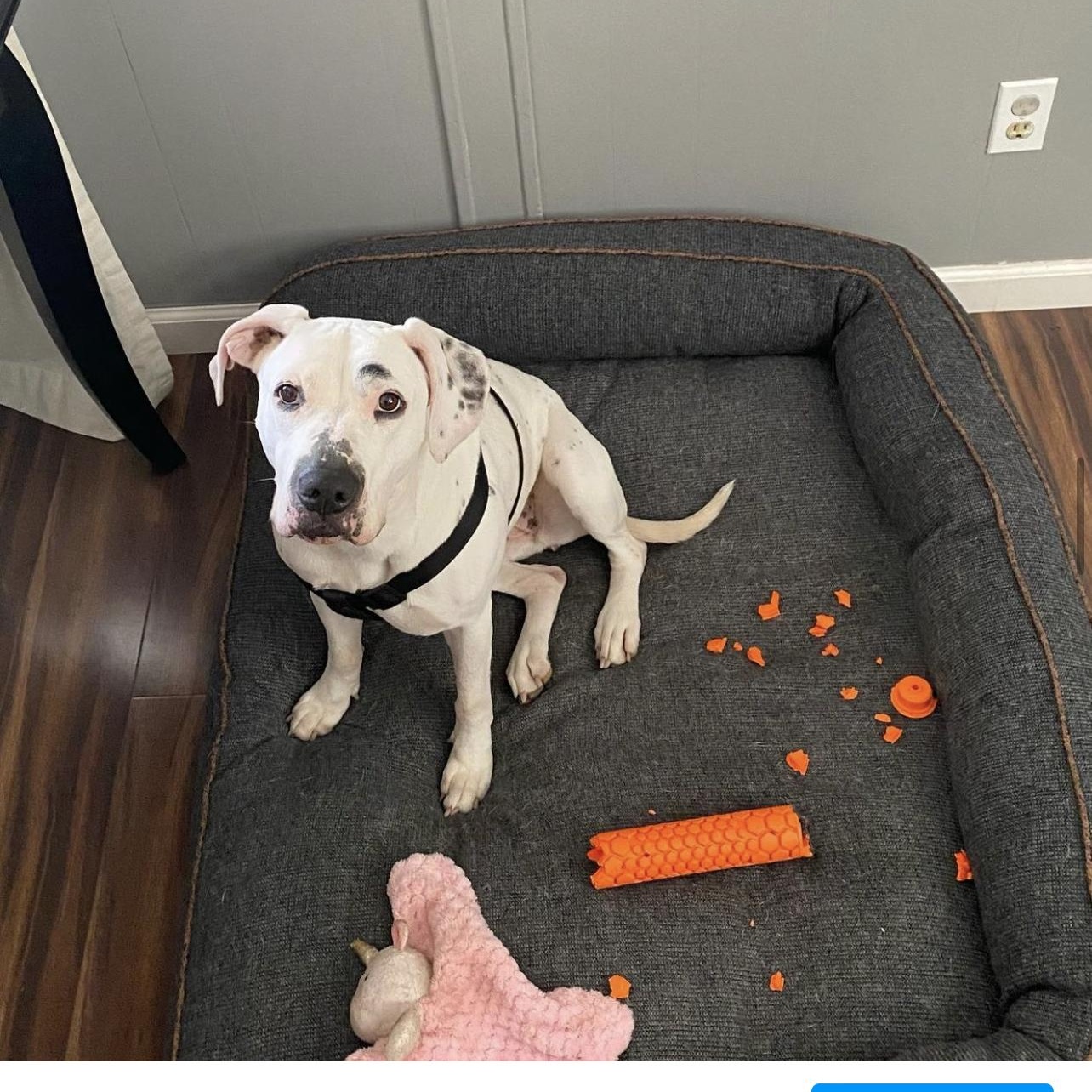 Junie , adopted, Senior Female Pit Bull Terrier & Dalmatian.