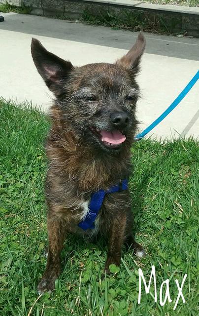 Enlarge Max, a Adopted mixed breed in Kendallville, IN image 1/1