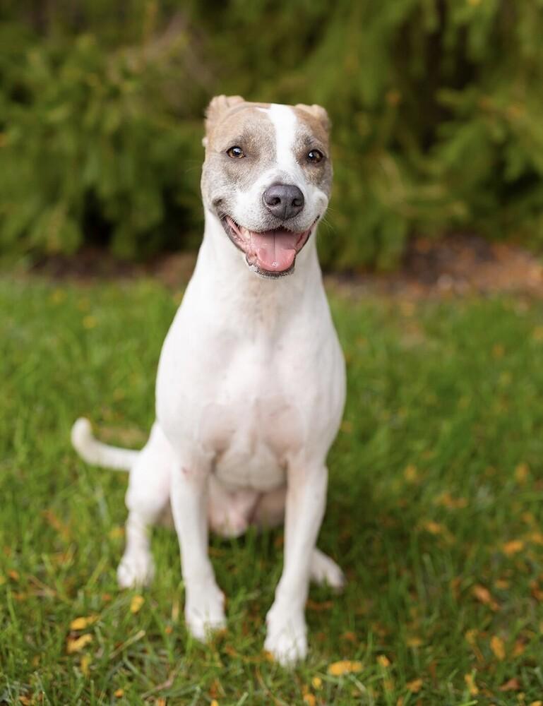 Kenny, a Adoptable mixed breed in New Albany, OH image 1/3
