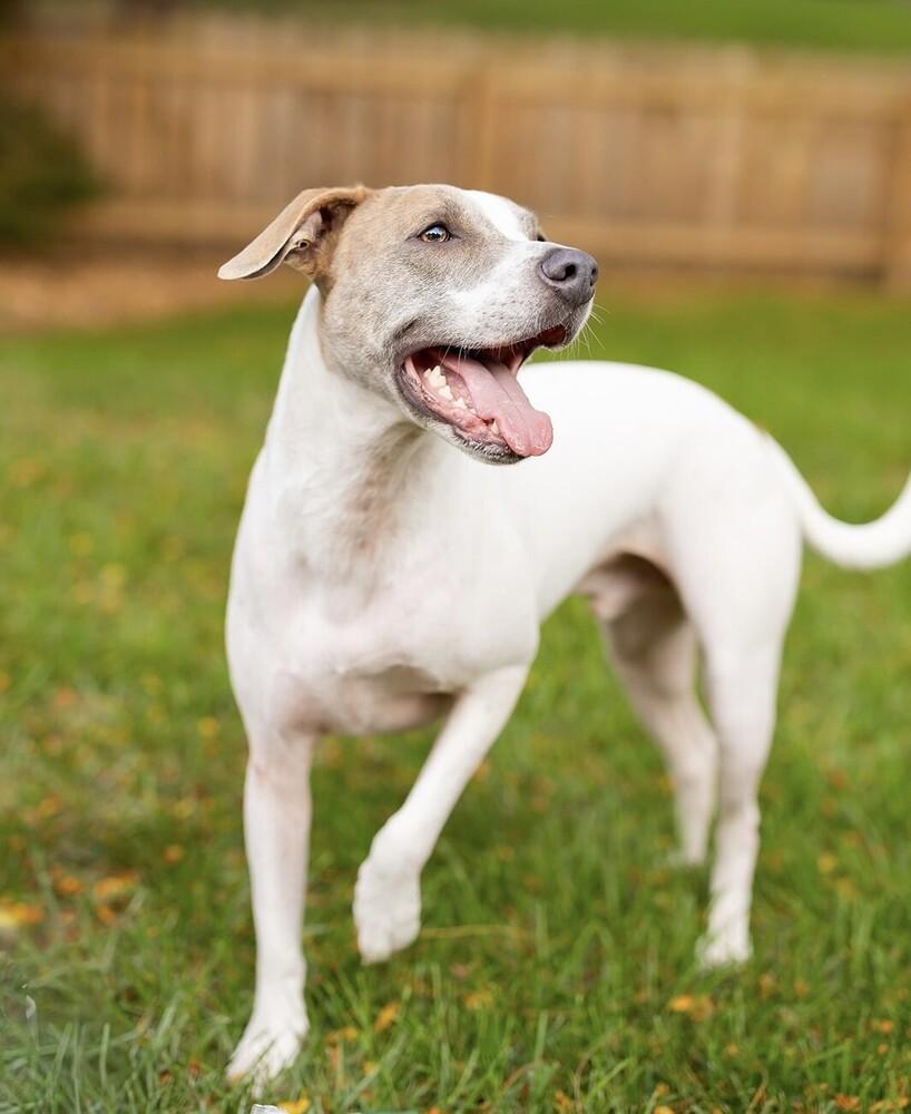 Kenny, a Adoptable mixed breed in New Albany, OH image 2/3