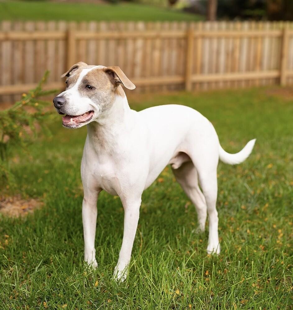 Kenny, a Adoptable mixed breed in New Albany, OH image 3/3