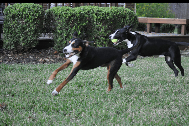 Enlarge Hudson -the Gentle Loving Boy!, a Adoptable mixed breed in Marysville, WA image 4/6