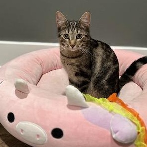 Enlarge Fanny Pack, a Adoptable Domestic Short Hair image 1/1