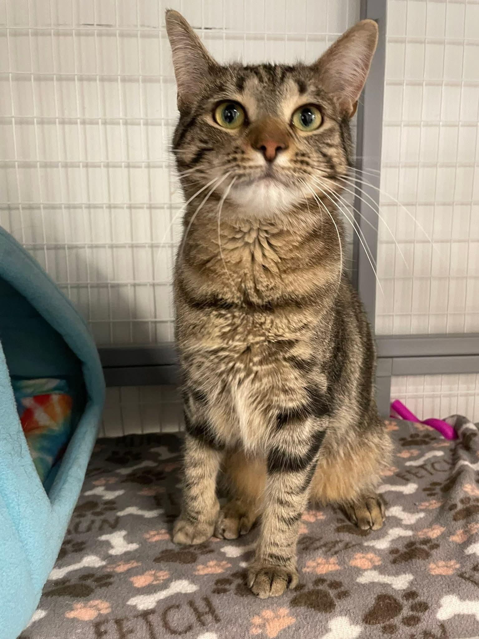 Enlarge Fanny Pack, a Adoptable Domestic Short Hair in Hudsonville, MI image 6/6