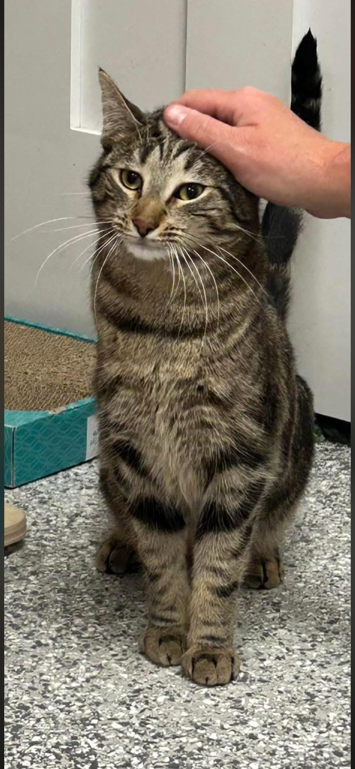 Enlarge Fanny Pack, a Adoptable Domestic Short Hair in Hudsonville, MI image 3/3