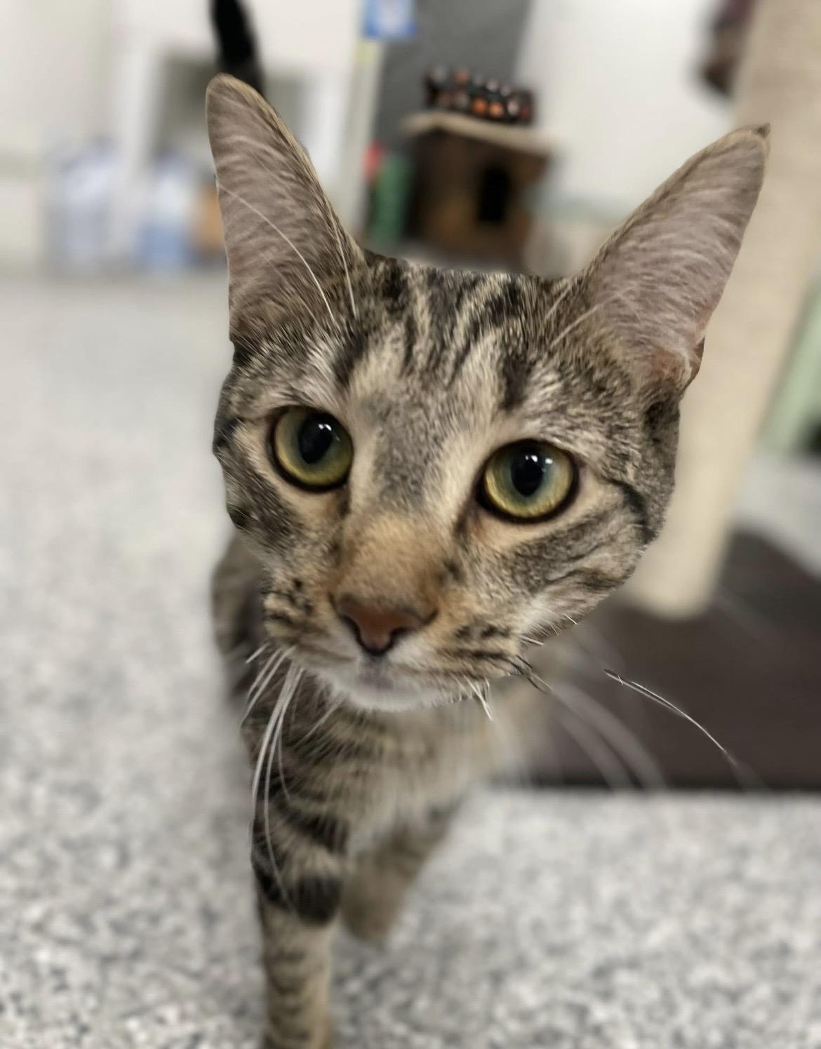 Enlarge Fanny Pack, a Adoptable Domestic Short Hair in Hudsonville, MI image 5/5