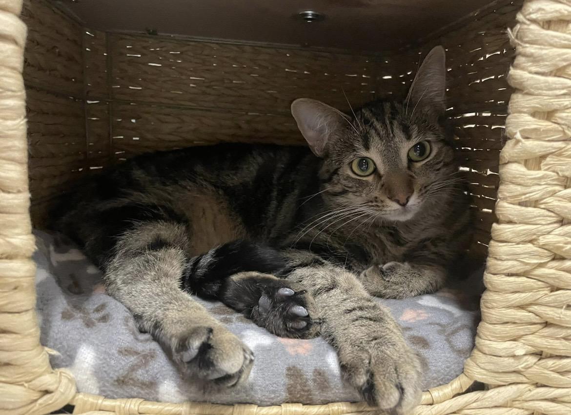 Enlarge Fanny Pack, a Adoptable Domestic Short Hair in Hudsonville, MI image 4/5