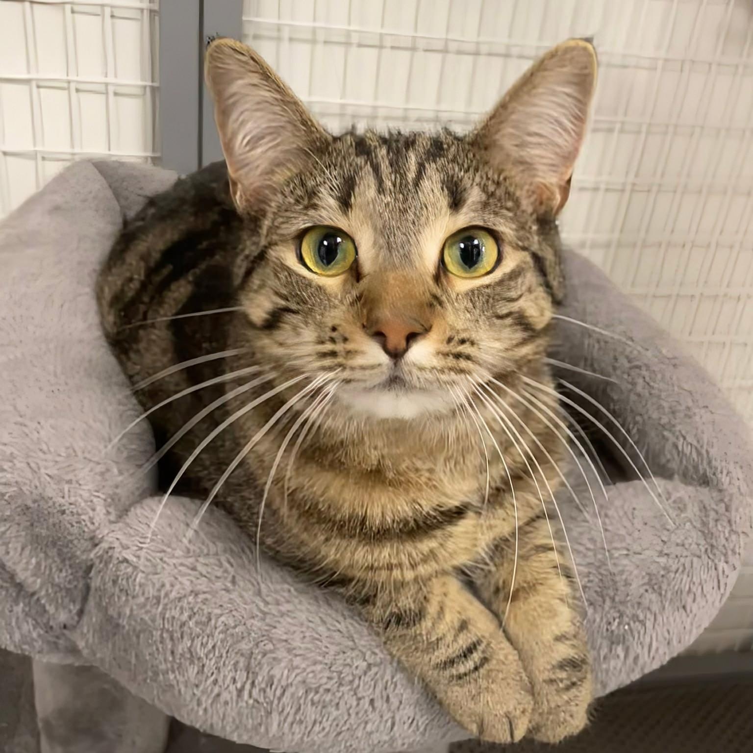 Fanny Pack, Adoptable, Young Female Domestic Short Hair.