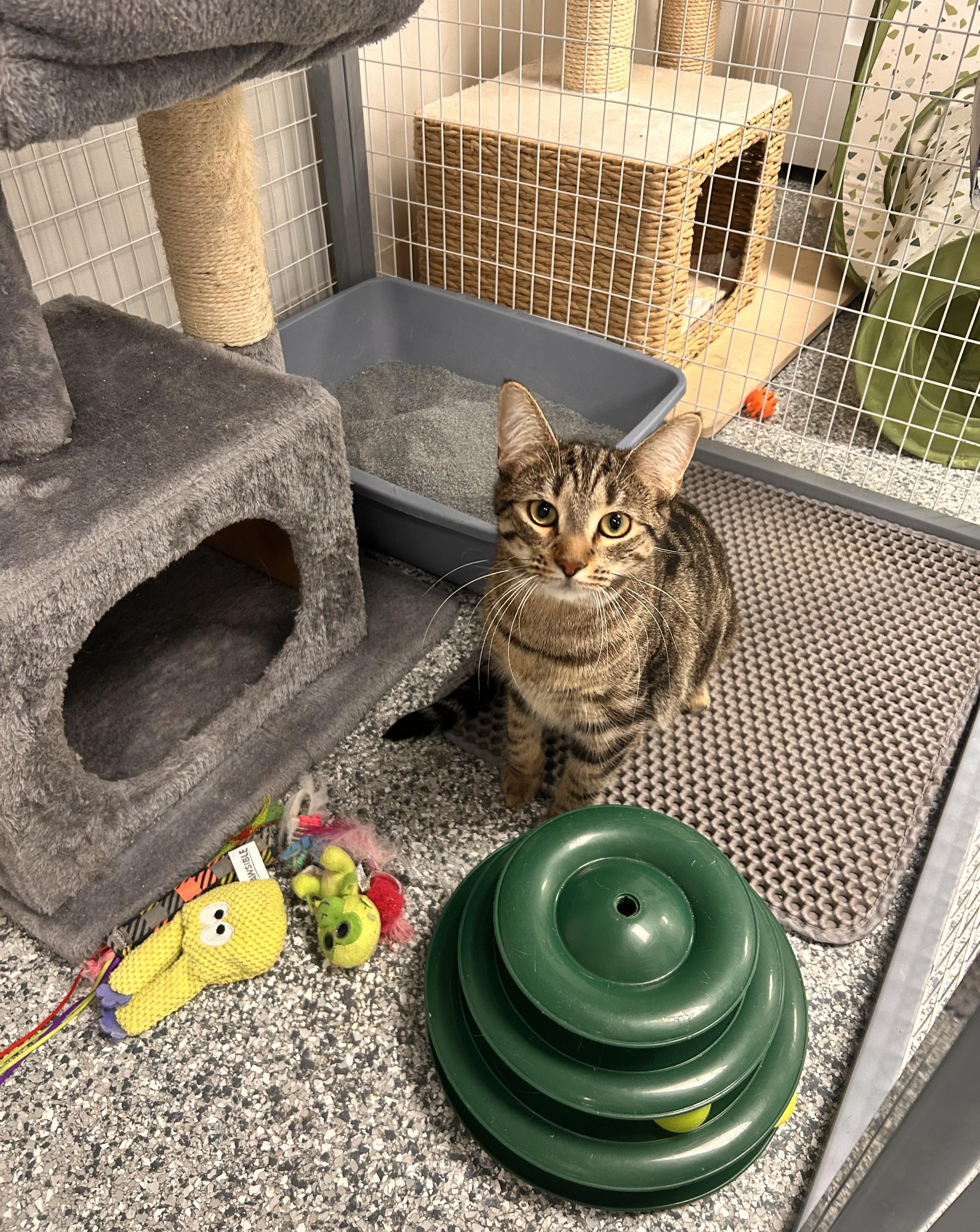 Enlarge Fanny Pack, a Adoptable Domestic Short Hair in Hudsonville, MI image 2/3