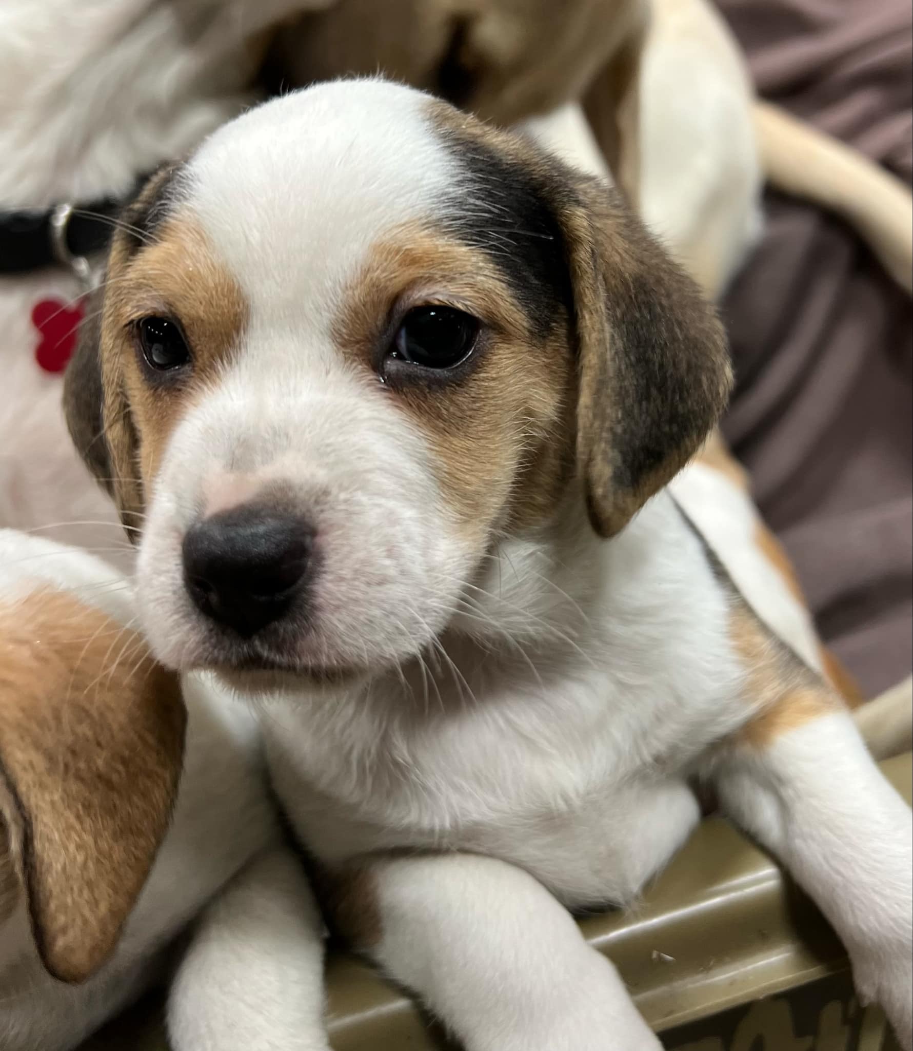 Dog for adoption Ginger Spice and Ginger Snap, a Beagle Mix in