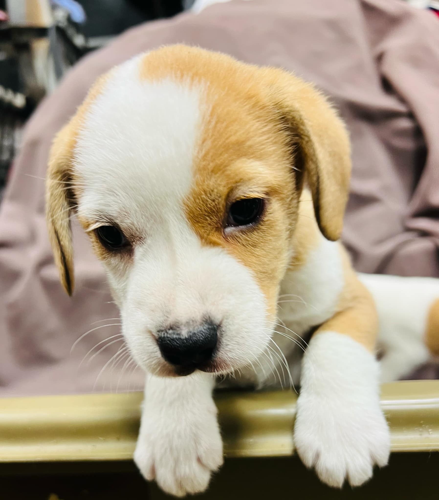 Dog for adoption Ginger Spice and Ginger Snap, a Beagle Mix in