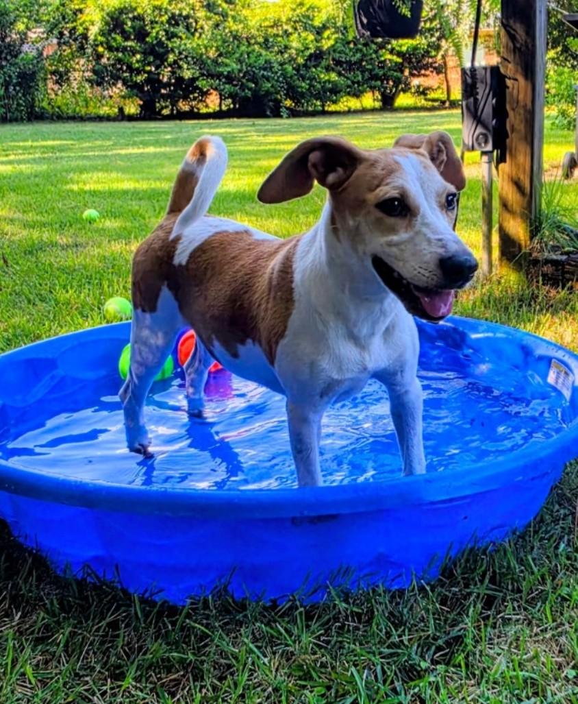 Enlarge Peter, a Adoptable mixed breed in Pensacola, FL image 2/3