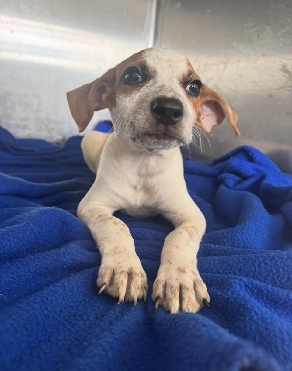Enlarge Peter, a Adoptable mixed breed in Pensacola, FL image 1/2