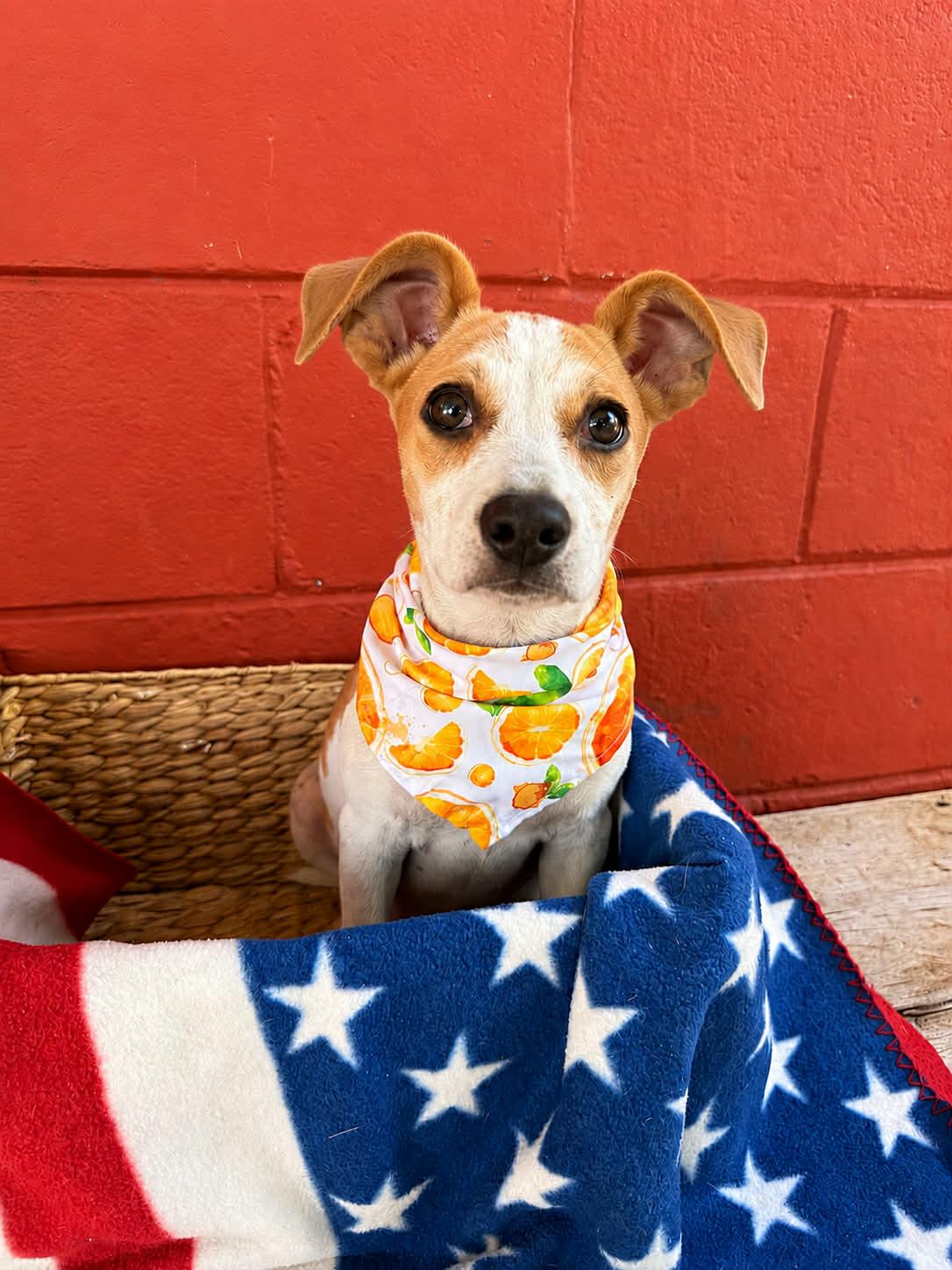 Peter, adoptable, Young Male Jack Russell Terrier.