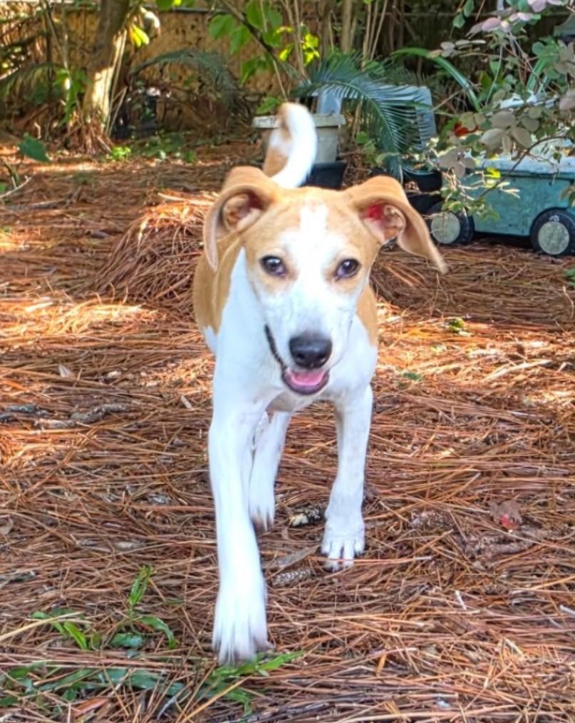 Peter, Adoptable, Puppy Male Jack Russell Terrier.