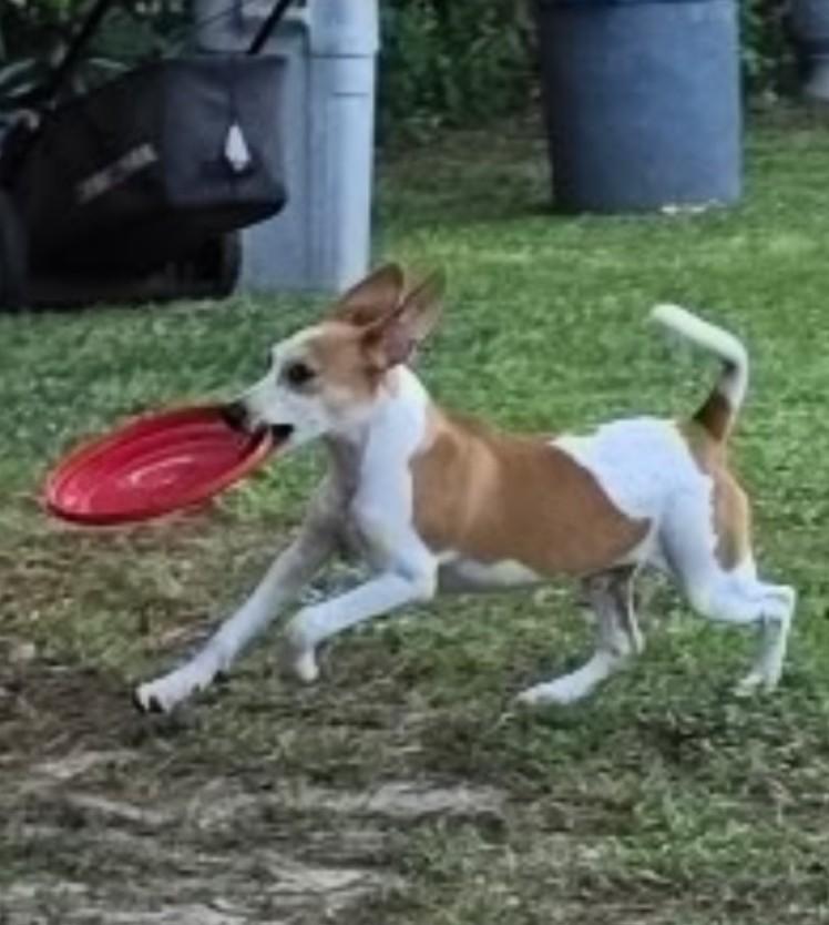 Enlarge Peter, a Adoptable mixed breed in Pensacola, FL image 3/3