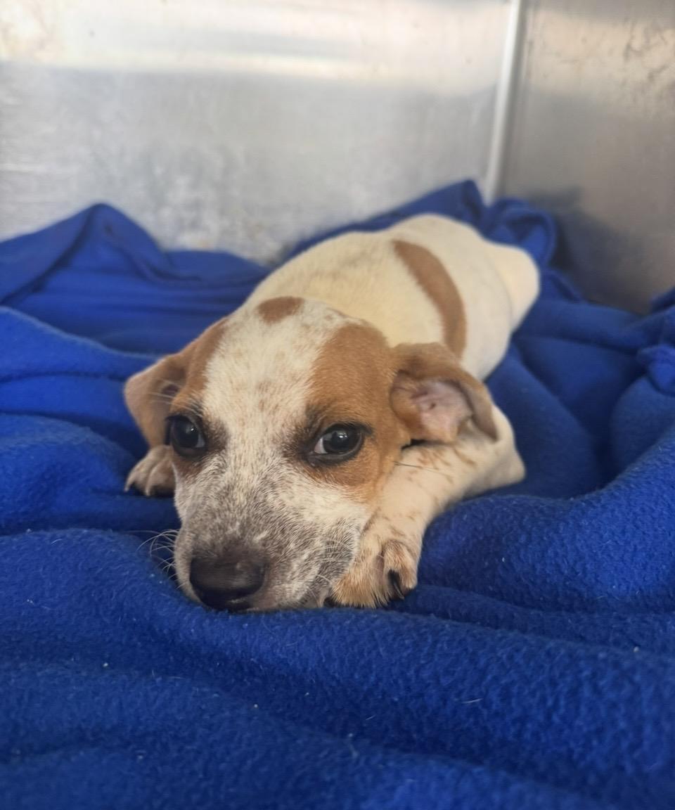 Enlarge Peter, a Adoptable mixed breed in Pensacola, FL image 2/2