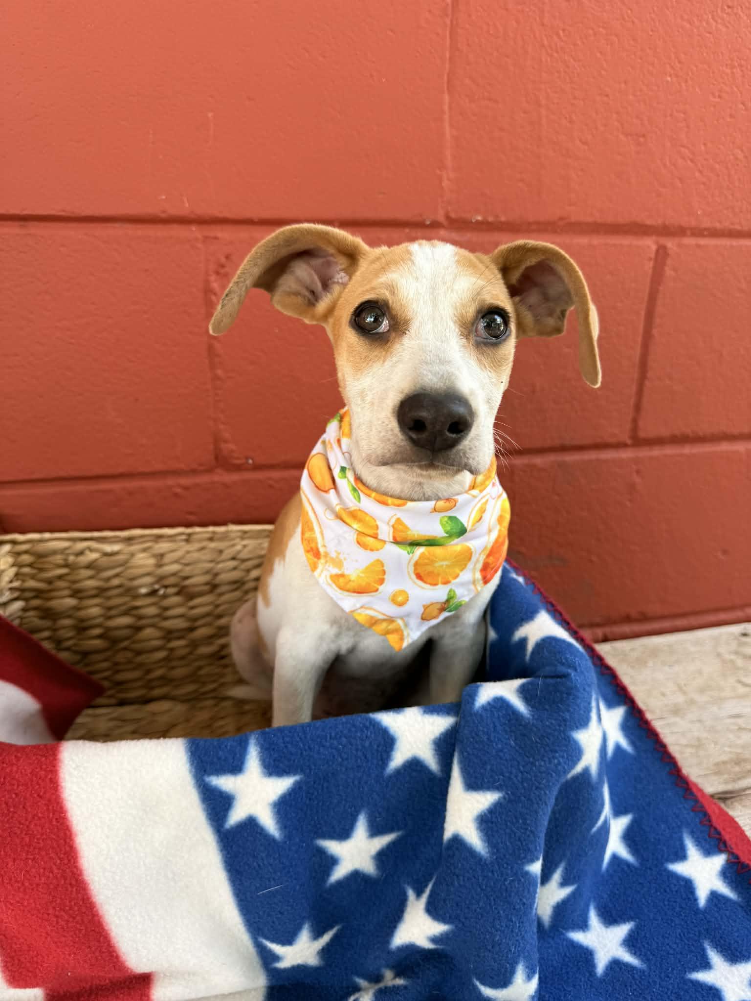 Enlarge Peter, an adoptable mixed breed in Pensacola, FL image 2/2