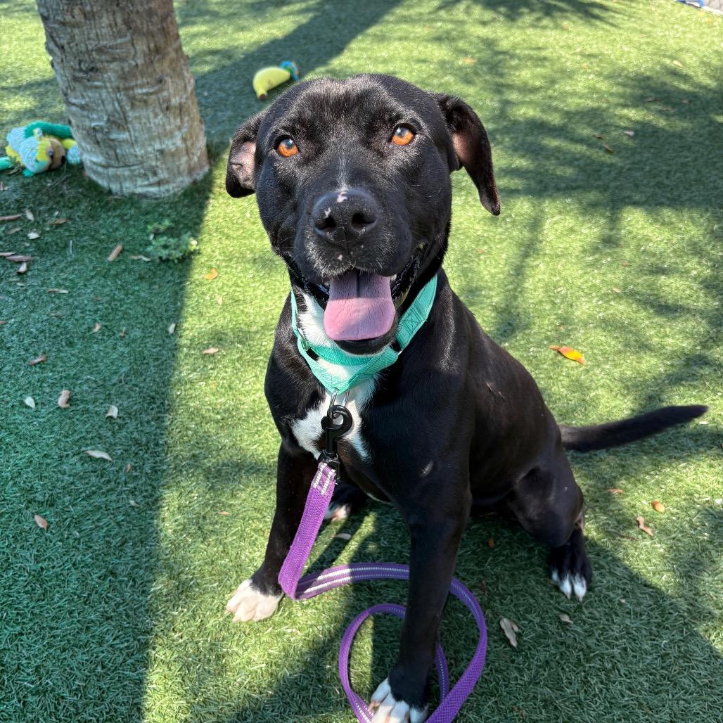 Nacho, Adoptable, Adult Male Mixed Breed.