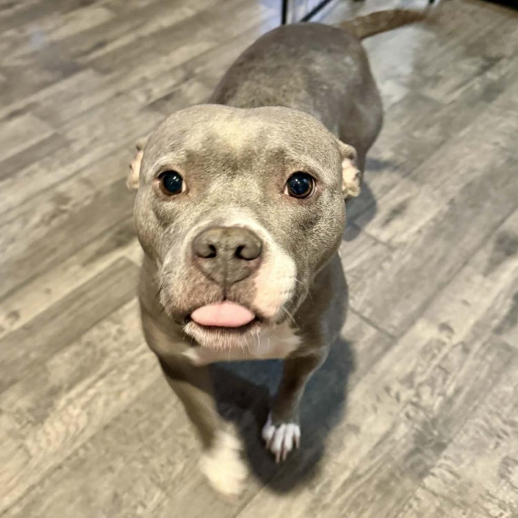 Ms Potato, a Adoptable mixed breed in Olathe, KS image 2/6