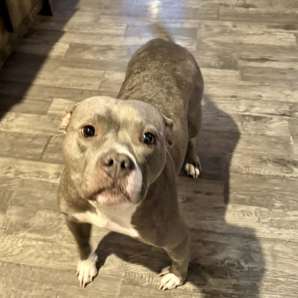 Ms Potato, a Adoptable mixed breed in Olathe, KS image 4/6