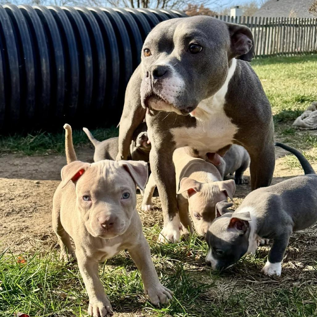 Ms Potato, a Adoptable mixed breed in Olathe, KS image 5/6