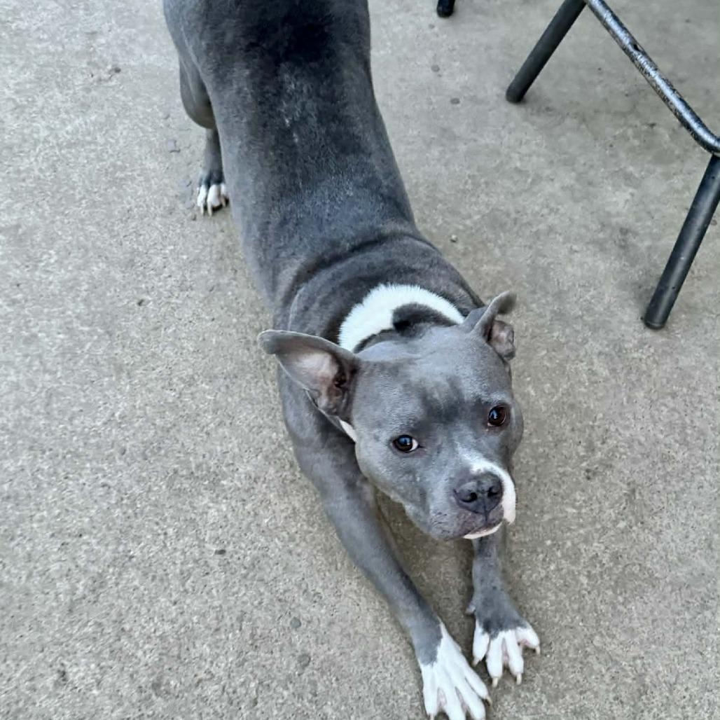 Ms Potato, a Adoptable mixed breed in Olathe, KS image 6/6